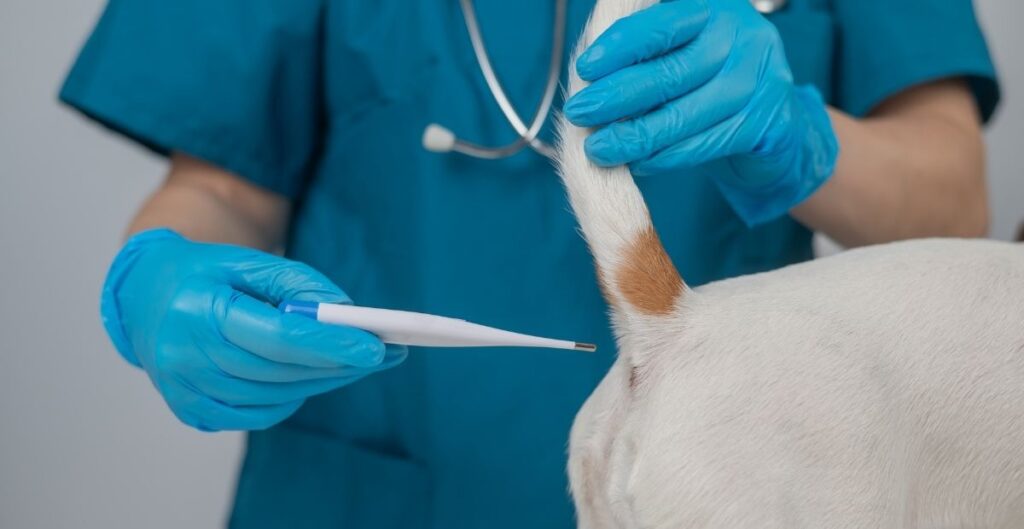 HOW DO YOU CHECK DOG'S TEMPERATURE