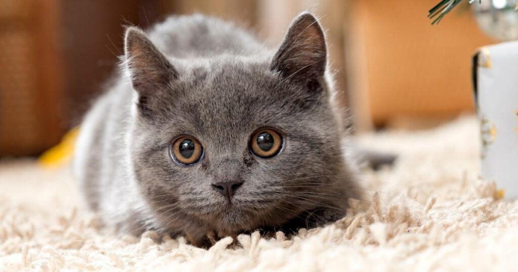 How long do are russian blue cat live