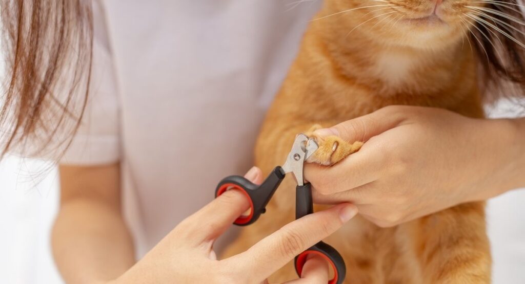 How often to trim cat nails