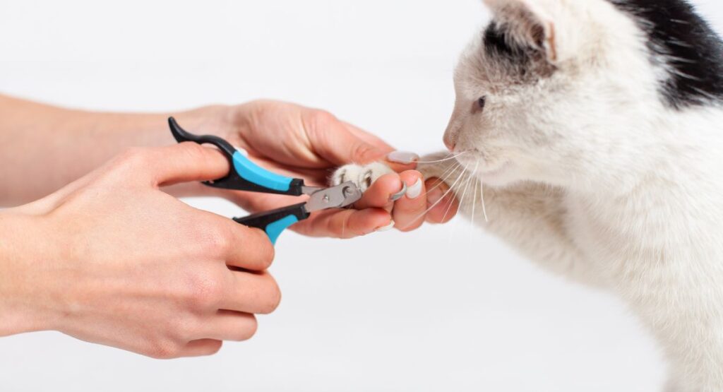 How to trim cat nails