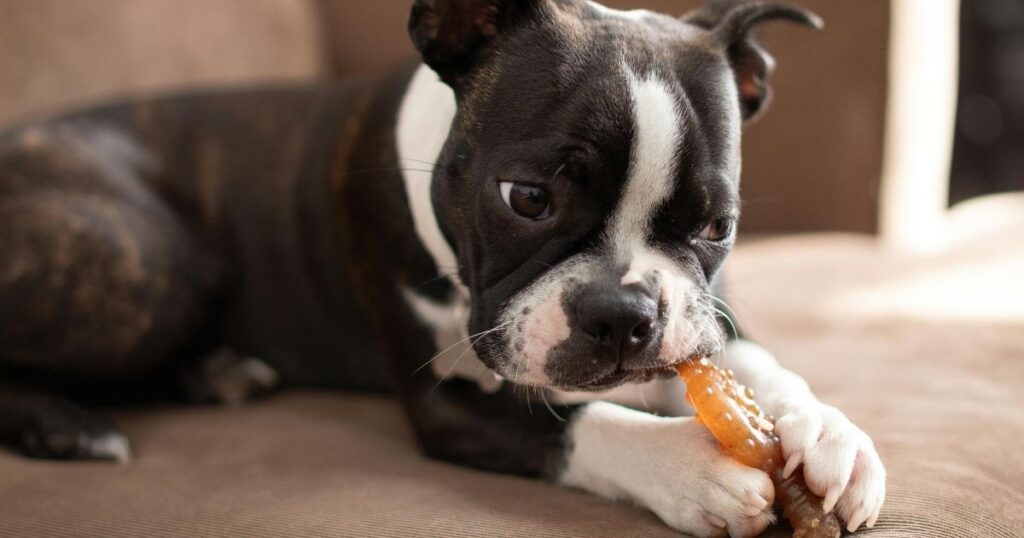 How To Determine Dog Age By Teeth