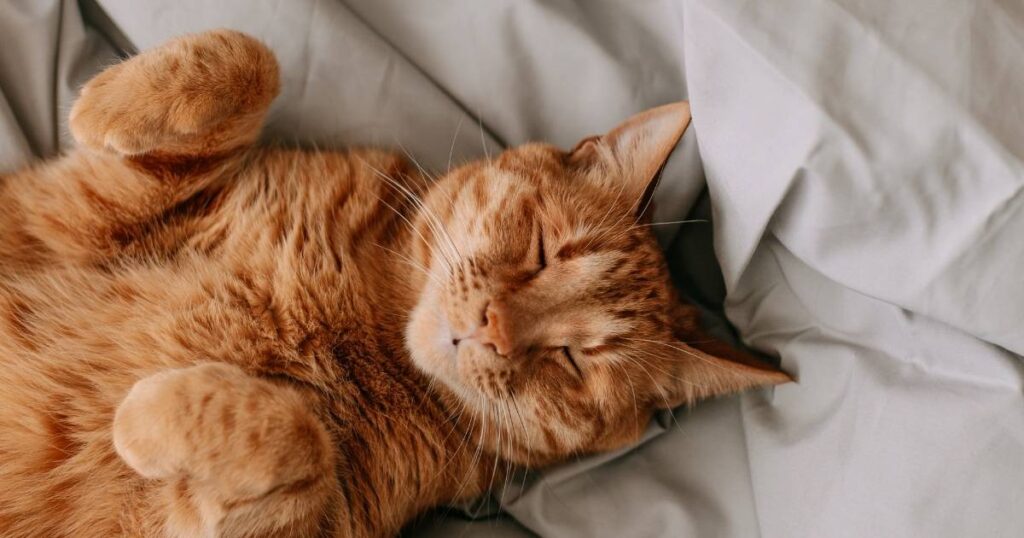 How to get cat pee smell out of carpets