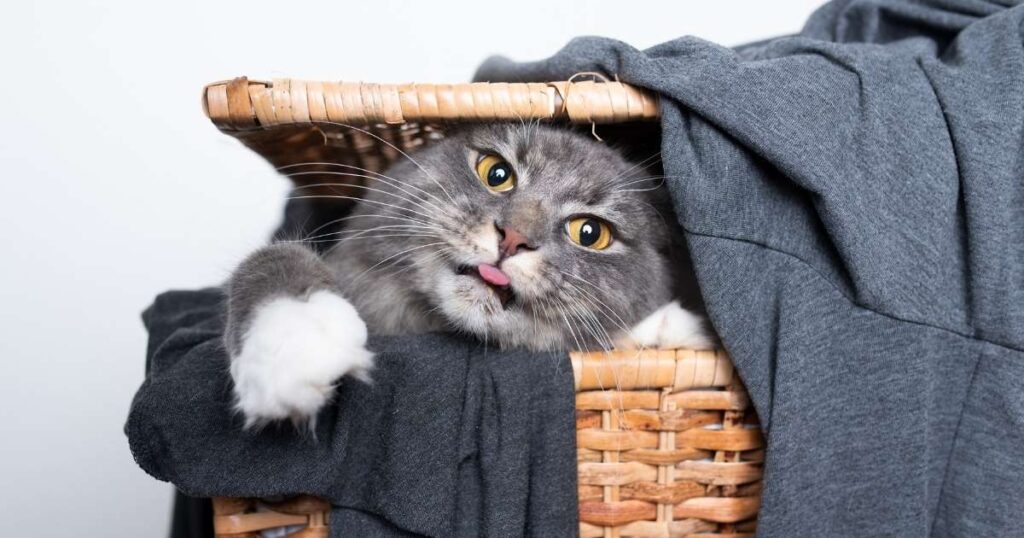 How to get cat pee smell out of clothes