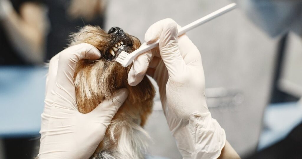How To Help Teething Puppies