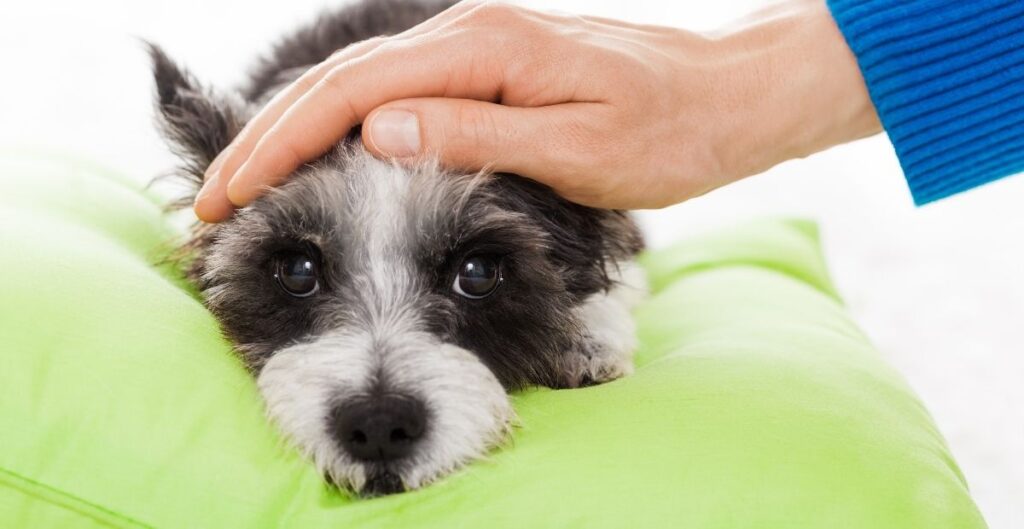 How to tell if a dog has a fever
