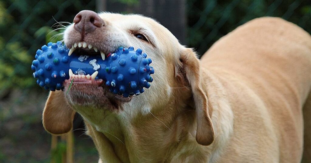 How to wash dog toys