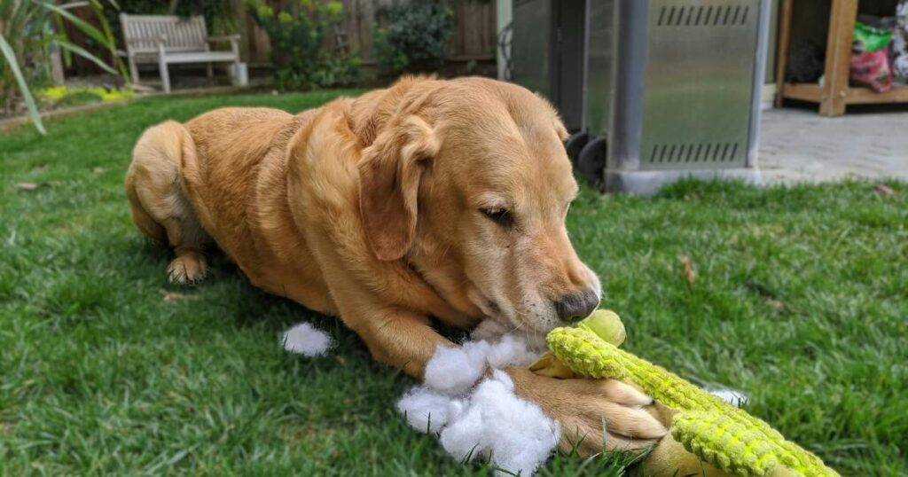 How To wash dog toys in washer