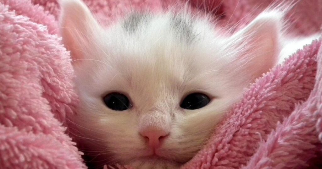 Kitten eye color change