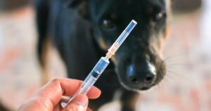 Meloxicam for dogs