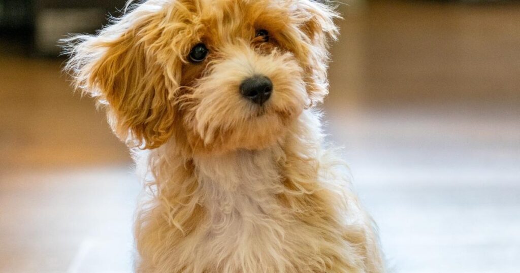 Mini Aussiepoodle Mix