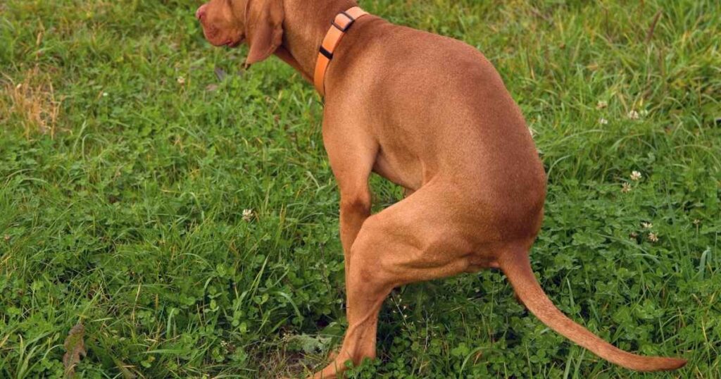 Morning after pill for dog
