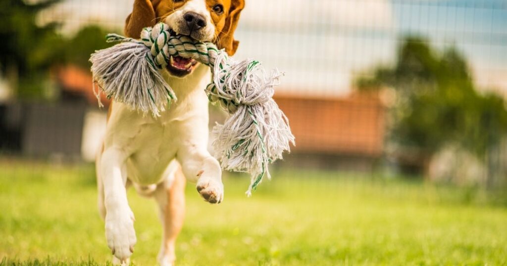 REALLY TOUGH DOG TOYS