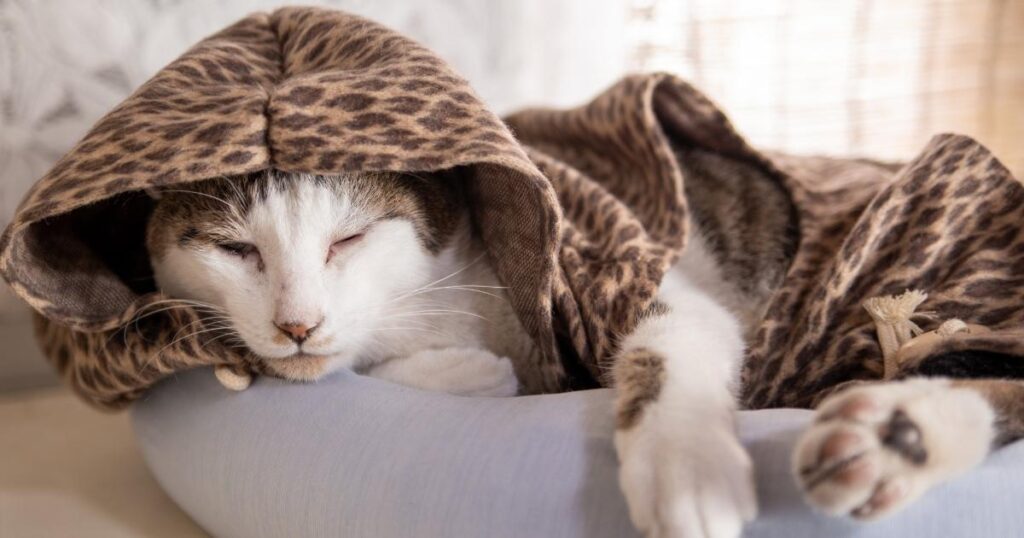 Shirts For Cats