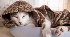 Shirts For Cats