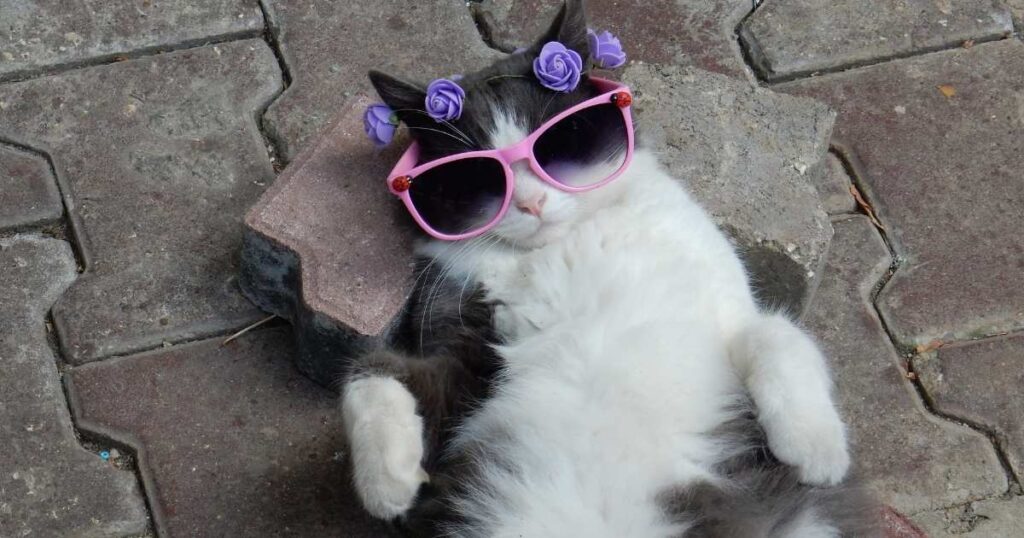 Stylish Cat Female  Names