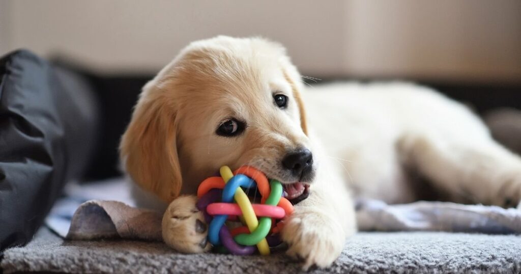 Super Chew Dog Toy Vanilla Scented Yellow and Blue