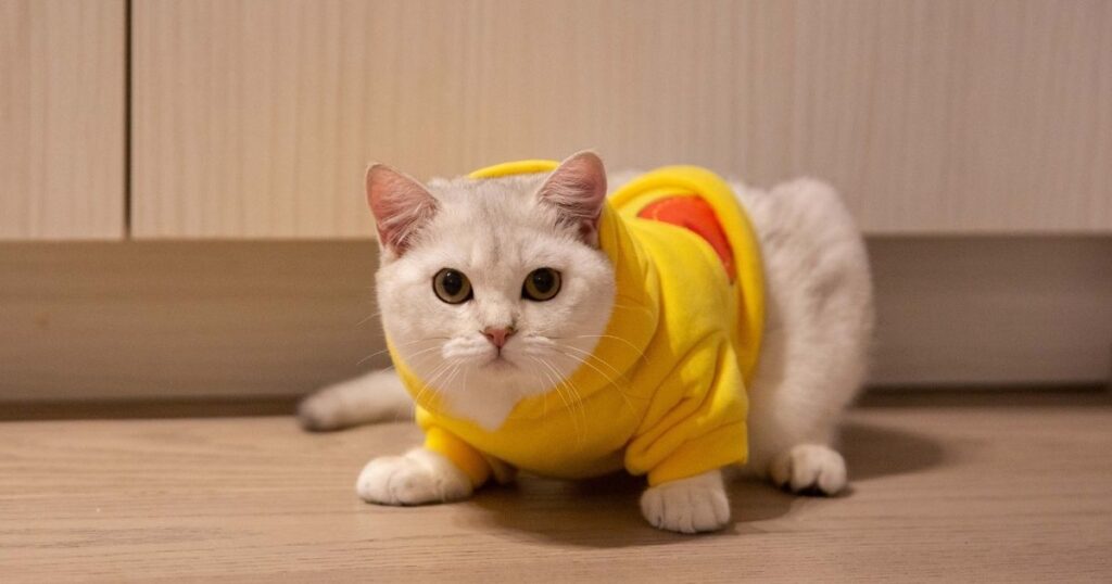 Sweater For cats