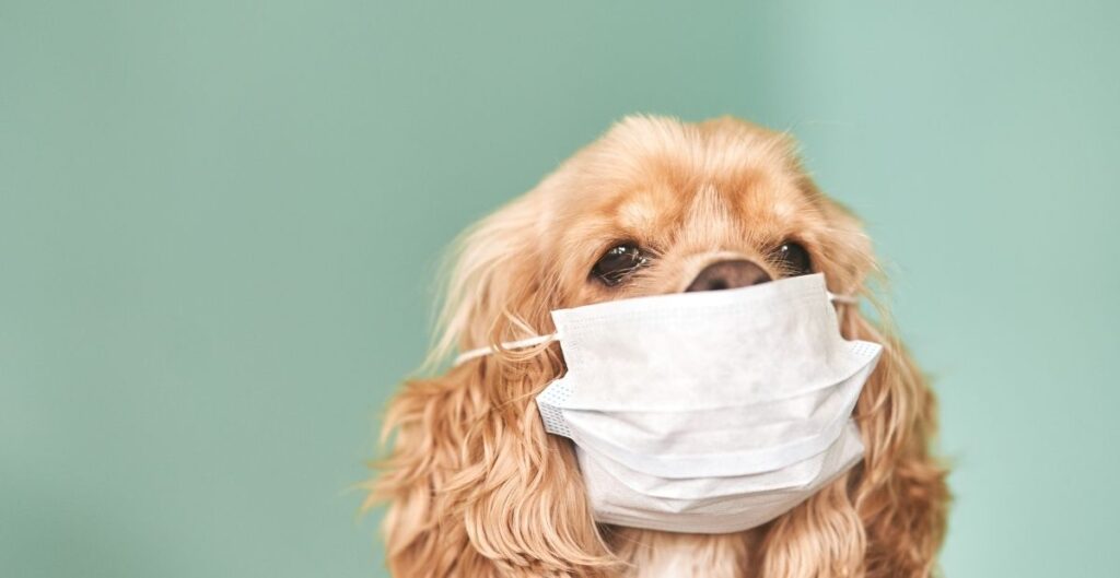 Valley Fever in Dogs