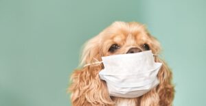 Valley Fever in Dogs