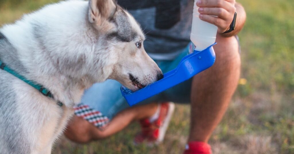 Water bottle with bowl for dogs