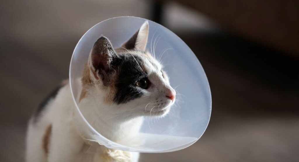 what age to neuter cat