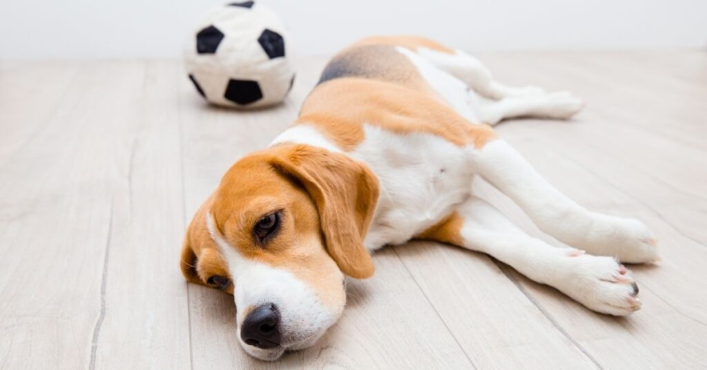 What to give a dog for upset stomach