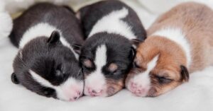 when do puppies open their eyes