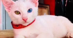 When does kitten eye color change