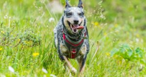 Australian Cattle Dog