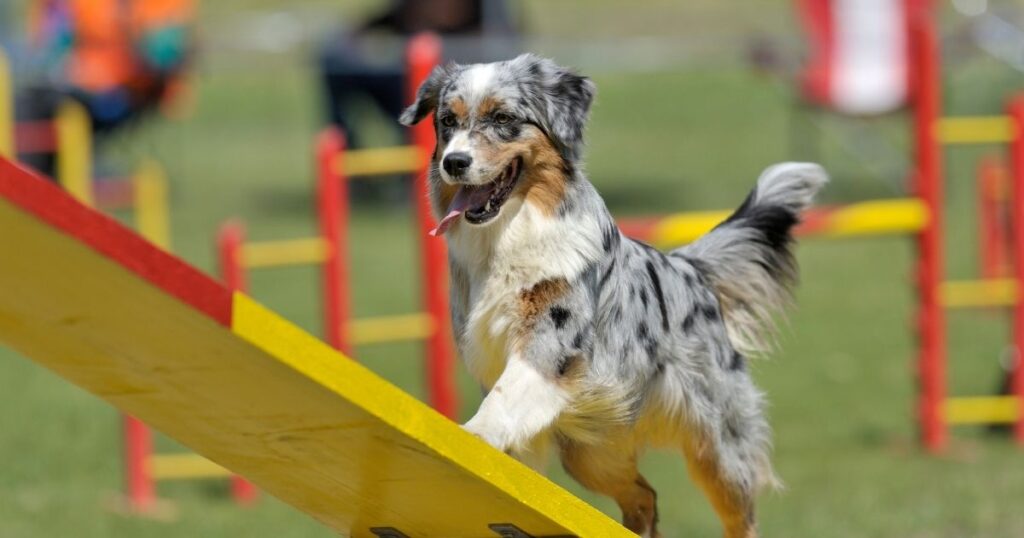 australian shepherd lifespan
