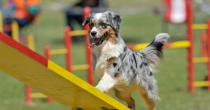 australian shepherd lifespan