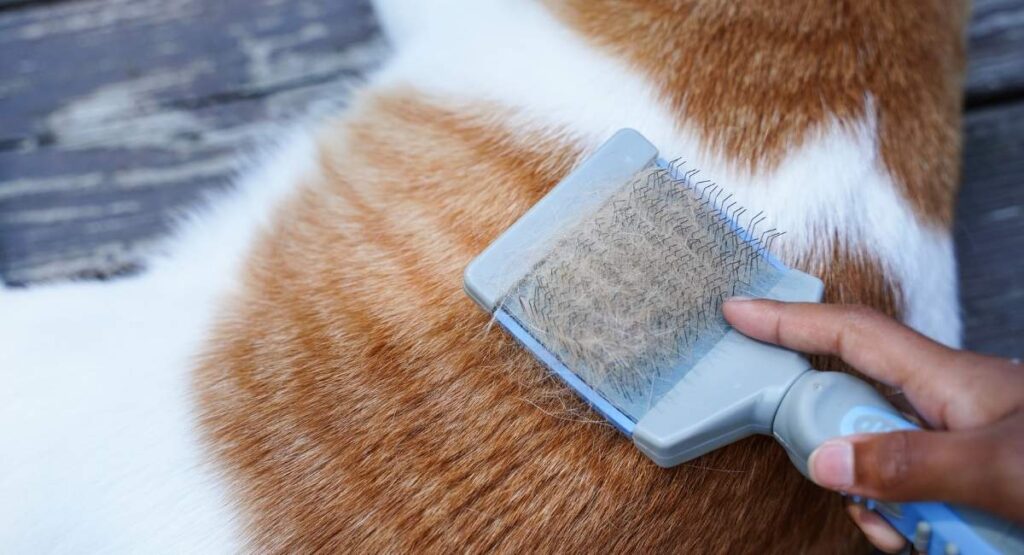 bald patch on cat