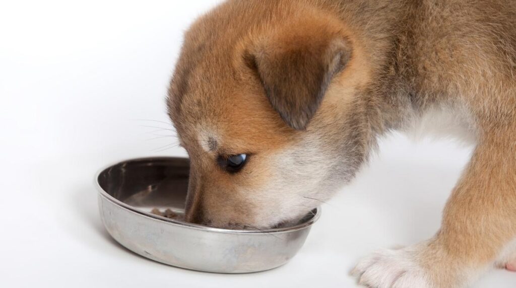 BEST DRY DOG FOOD FOR GERMAN SHEPHERDS