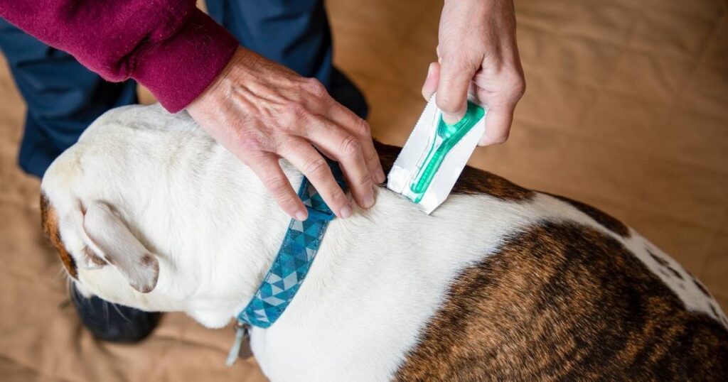 BEST FLEA COLLARS FOR PUPPIES