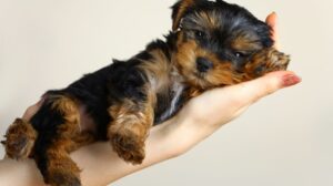 BEST PUPPY FOOD FOR GSD