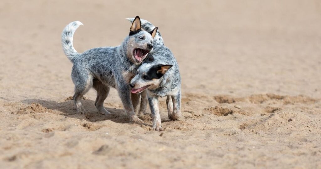 Blue Healer Dogs