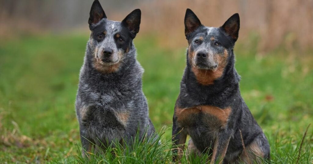 Blue Healer Weight