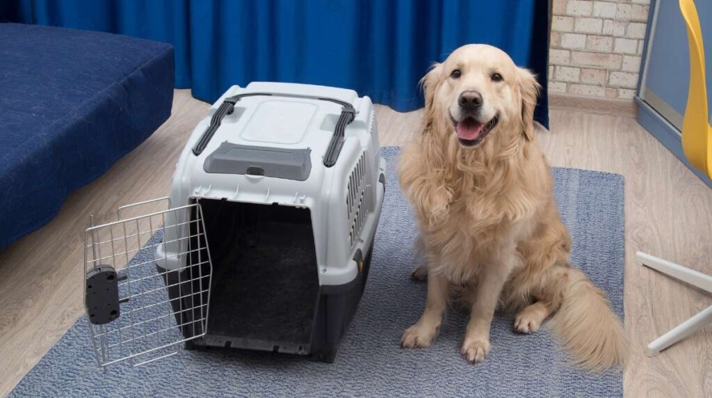 Boarding dogs