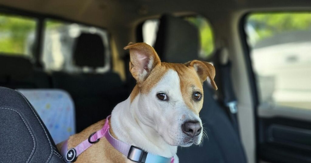 Car Seat Cover For Dogs