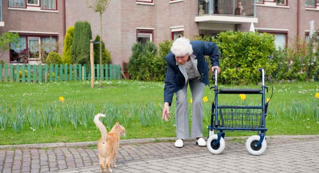 Cat age chart in human years