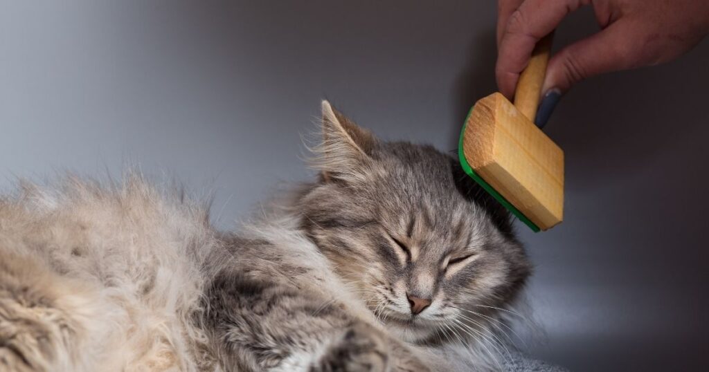 CAT BRUSH FOR LONG HAIRED CAT