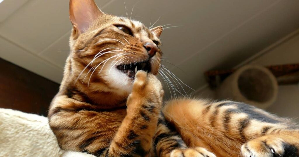 Cat Claw Cover
