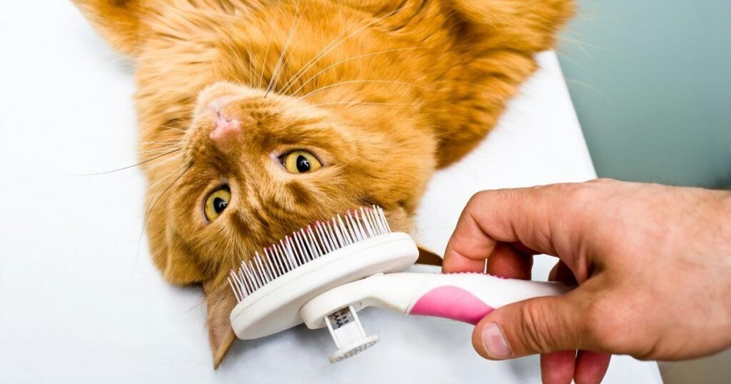 CAT COMBS FOR LONG HAIRS
