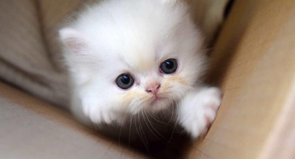 cat dental age
