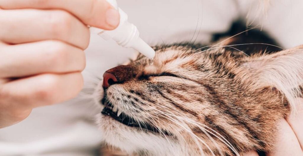 Cat eye drops