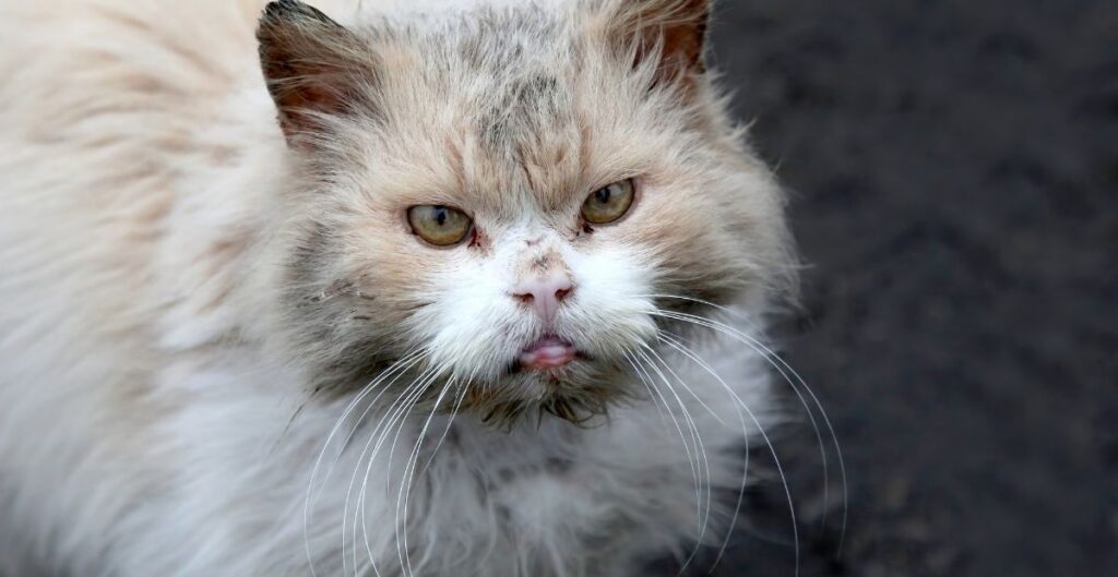 Cat eye watery discharge and no other symptoms