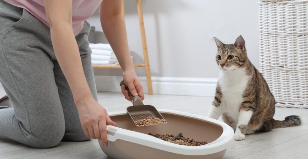 Cat food allergy