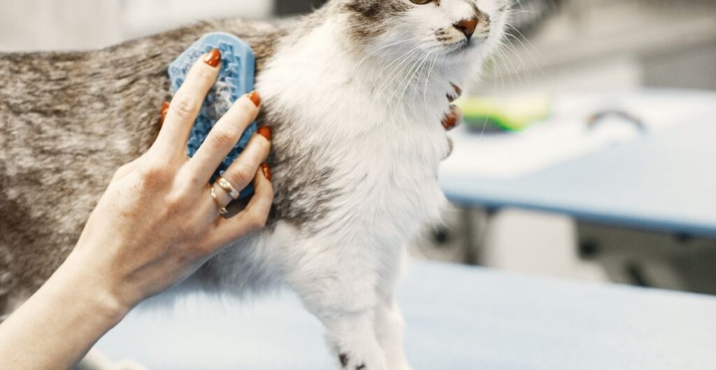 Cat grooming