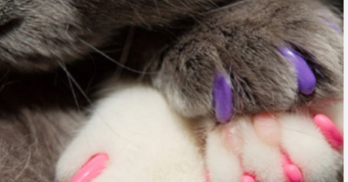 Cat Nail Caps
