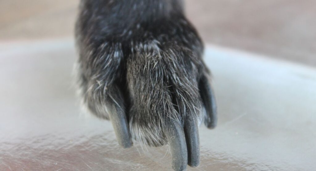 Cat nail clipping near me
